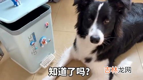 边牧到底有多聪明呢,边牧聪明到什么程度