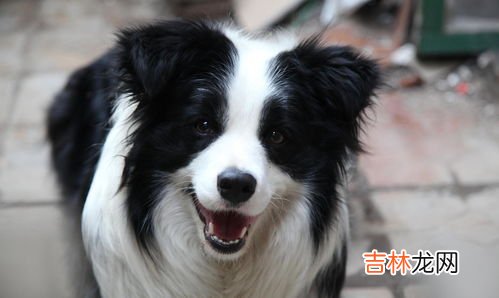 边牧到底有多聪明呢,边牧聪明到什么程度