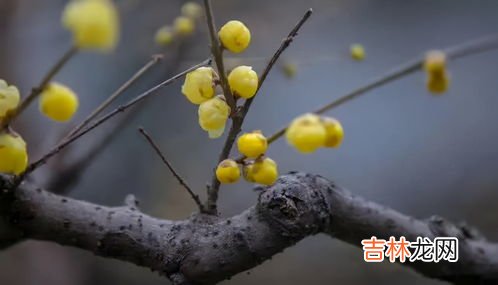 腊梅香味怎么形容,腊梅香气浓而清，艳而不俗，会使人感到幽香彻骨，腊梅花香是什么味道？
