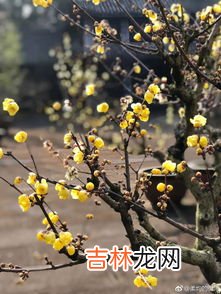 腊梅香味怎么形容,腊梅香气浓而清，艳而不俗，会使人感到幽香彻骨，腊梅花香是什么味道？