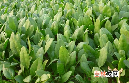 菠菜怎么种植方法,怎样种菠菜？