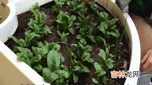 菠菜怎么种植方法,怎样种菠菜？