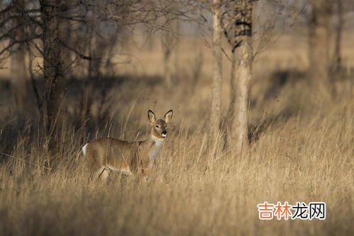 狍子肉怎么去腥味彻底,狍子肉怎么去掉腥味