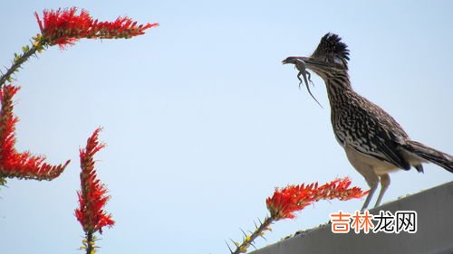 会飞的蛇是什么蛇,带翅膀的蛇到底是什么,不少地方都有它。好像是一种远古的什么动物。