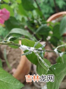 葡萄梗上长白毛了还能吃吗,葡萄梗上长白毛了还能吃吗