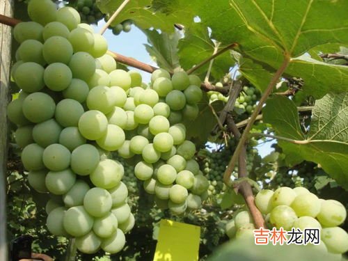 葡萄梗上长白毛了还能吃吗,葡萄梗上长白毛了还能吃吗
