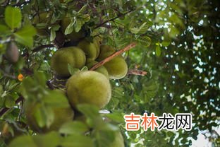 菠萝蜜剥开第二天还能吃吗,菠萝蜜剥开第二天还能吃吗 菠萝蜜隔夜能不能吃