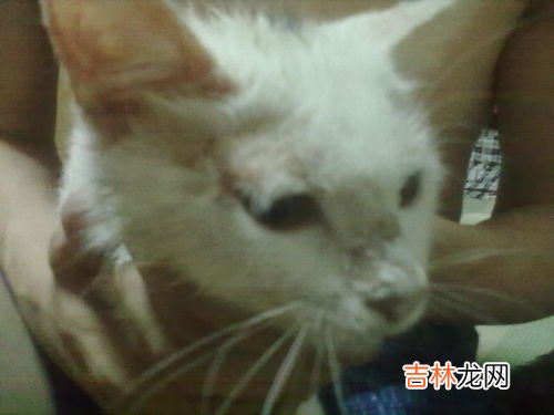 河马的鼻子眼睛和耳朵为什么都长在头顶上,河马的外形特征是什么?
