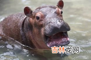 河马的鼻子眼睛和耳朵为什么都长在头顶上,河马的外形特征是什么?