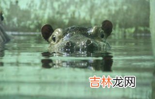 河马的鼻子眼睛和耳朵为什么都长在头顶上,河马的外形特征是什么?