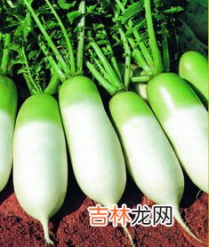 萝卜空心能吃吗,萝卜空心是坏了吗？