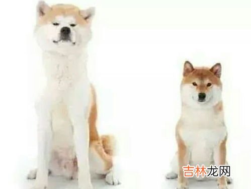 秋田犬和柴犬的区别,秋田犬和柴犬的区别是什么 秋田犬和柴犬的区别介绍