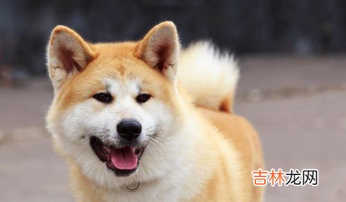 秋田犬和柴犬的区别,秋田犬和柴犬的区别是什么 秋田犬和柴犬的区别介绍