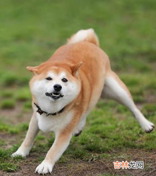 秋田犬和柴犬的区别,秋田犬和柴犬的区别是什么 秋田犬和柴犬的区别介绍