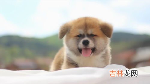 秋田犬和柴犬的区别,秋田犬和柴犬的区别是什么 秋田犬和柴犬的区别介绍