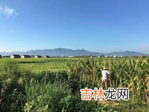 稻子熟了是哪个季节,稻子什么季节成熟？