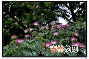 合欢树为什么叫鬼树,合欢树为什么叫鬼树