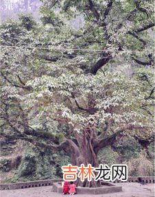 合欢树为什么叫鬼树,合欢树为什么叫鬼树