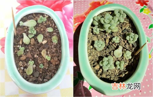 艾伦多肉怎么养,艾伦多肉的养殖方法和注意事项