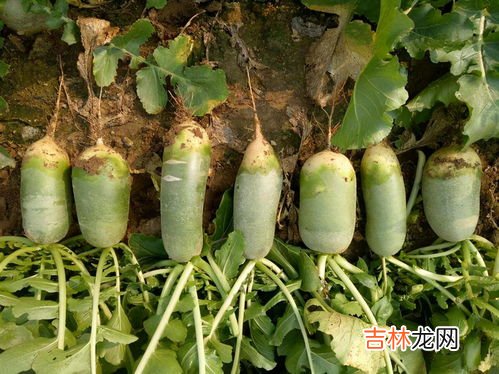 鲜小米辣怎么长期保存最好呢,新鲜小米椒怎么长时间保存