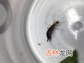 可以吃的虫子有哪些,可以吃的虫子有哪些？