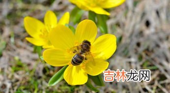 蜜蜂过冬温度是多少,蜜蜂越冬期蜂窖温湿度控制在多少度为宜？
