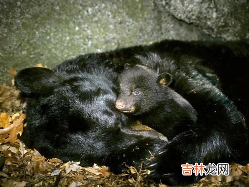 哪些动物需要冬眠,什么动物要冬眠