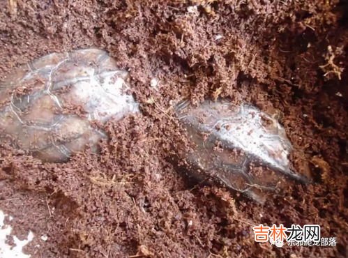 哪些动物需要冬眠,什么动物要冬眠