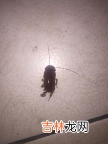 冬天会有蟑螂吗,蟑螂一年四季都有吗