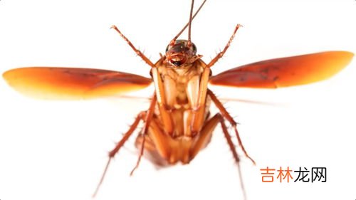 冬天会有蟑螂吗,蟑螂一年四季都有吗