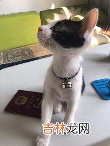 能不能同时猫跟狗一起养吗,狗和猫能一起养吗