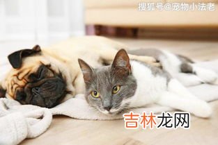能不能同时猫跟狗一起养吗,狗和猫能一起养吗