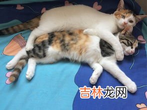 能不能同时猫跟狗一起养吗,狗和猫能一起养吗
