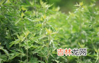 艾草腰椎贴的功效与作用,艾草贴的功效和作用是什么?