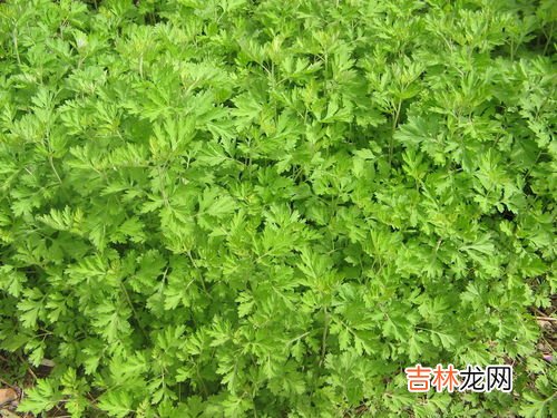 艾草腰椎贴的功效与作用,艾草贴的功效和作用是什么？