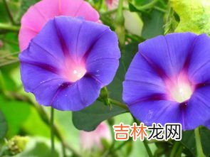 牵牛花是什么颜色的,牵牛花是什么颜色的