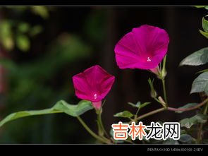 牵牛花是什么颜色的,牵牛花是什么颜色的