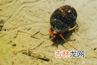 福寿螺能吃吗,福寿螺可不可以吃