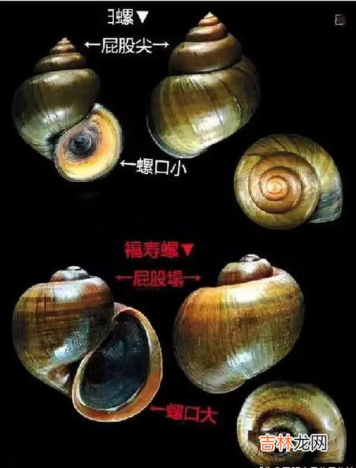 福寿螺能吃吗,福寿螺可不可以吃