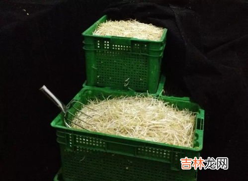 豆芽冷冻后有毒吗,黄豆芽冷冻后可以吃吗