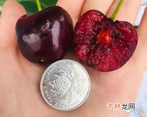 单j级车厘子什么意思,车厘子单j双j3j是什么意思
