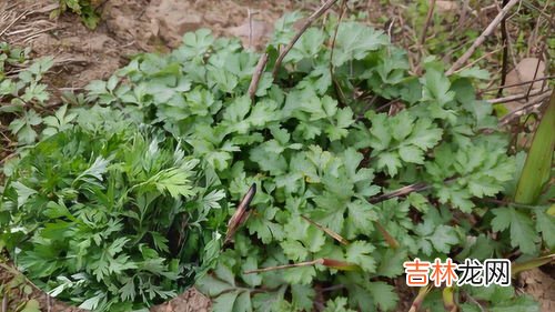 艾蒿和艾草是一种吗,艾蒿是艾草吗