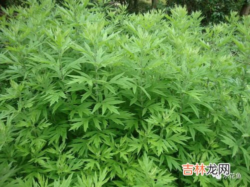 艾蒿和艾草是一种吗,艾蒿是艾草吗