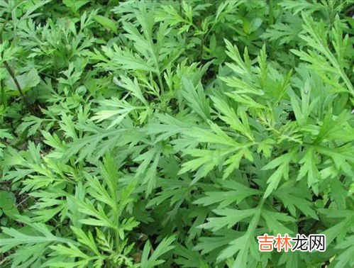 艾蒿和艾草是一种吗,艾蒿是艾草吗
