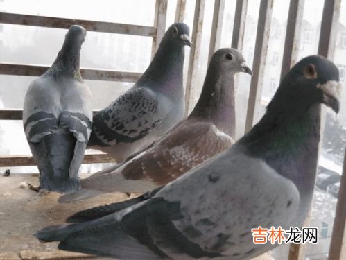鸽子能吃吗,鸽子可以吃吗?
