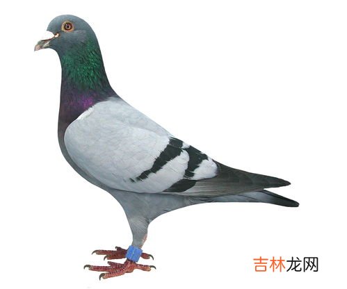 鸽子能吃吗,鸽子可以吃吗?