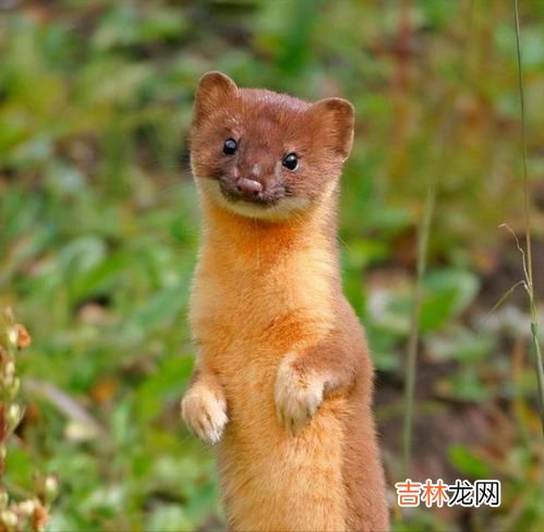黄鼠狼怎么赶走,驱赶黄鼠狼有什么好方法
