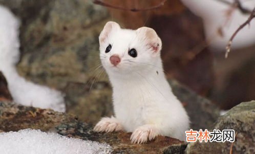 黄鼠狼怎么赶走,驱赶黄鼠狼有什么好方法