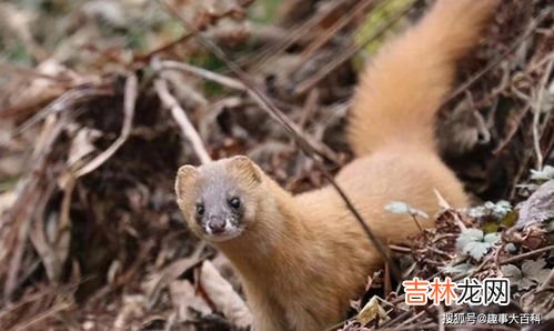 黄鼠狼怎么赶走,驱赶黄鼠狼有什么好方法