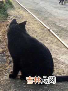 黄鼠狼怎么赶走,驱赶黄鼠狼有什么好方法